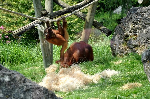 min 2013 07 06 beauval 172